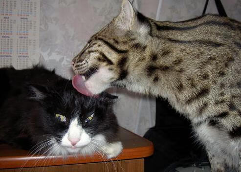 当沙漠雄狮遇见蓝衣军团，塞内加尔全明星轻取那不勒斯，格列兹曼跨界惊艳四座