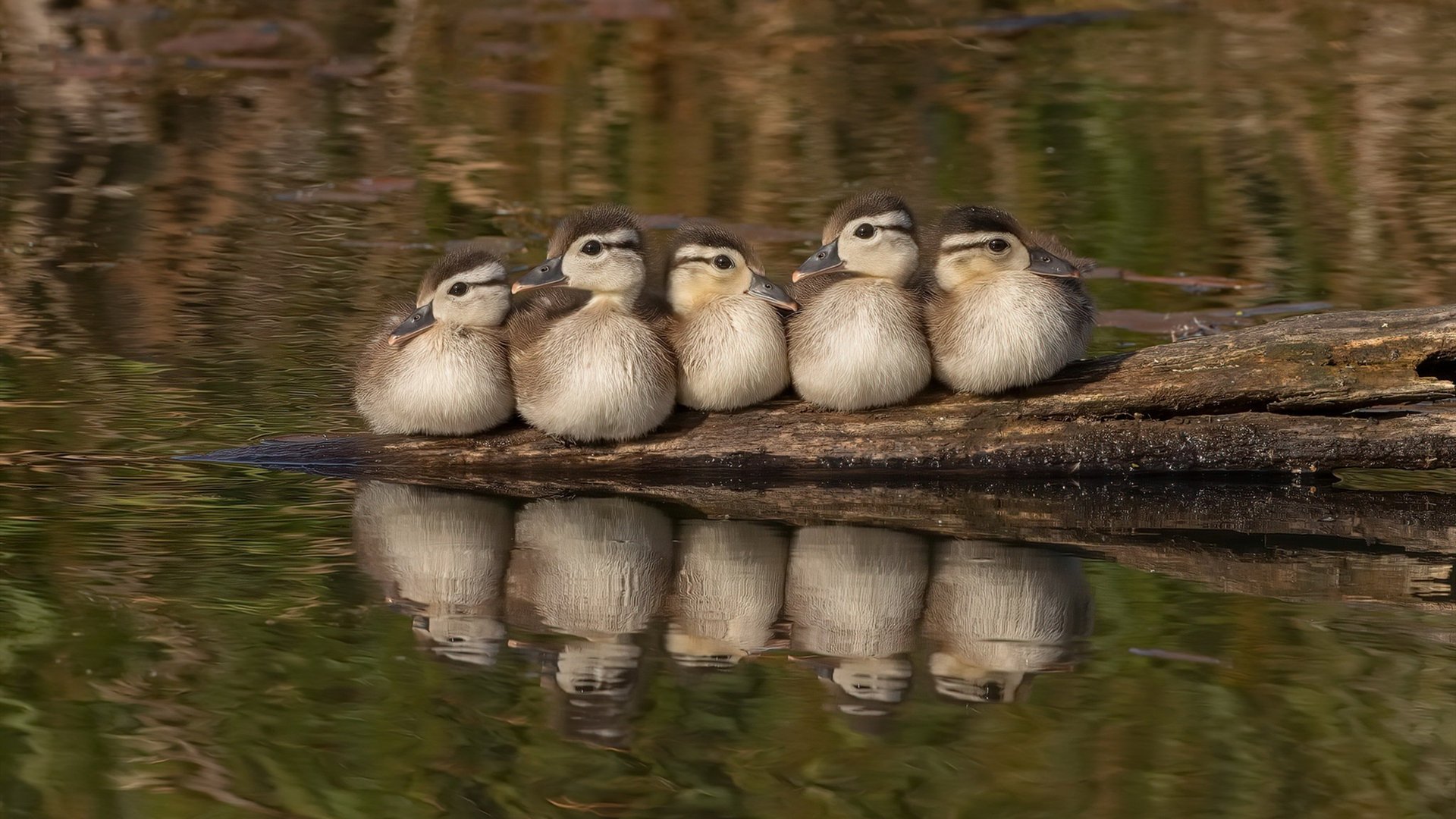 团队荣光与个人闪耀，瑞典队横扫法国，许昕独舞书写传奇