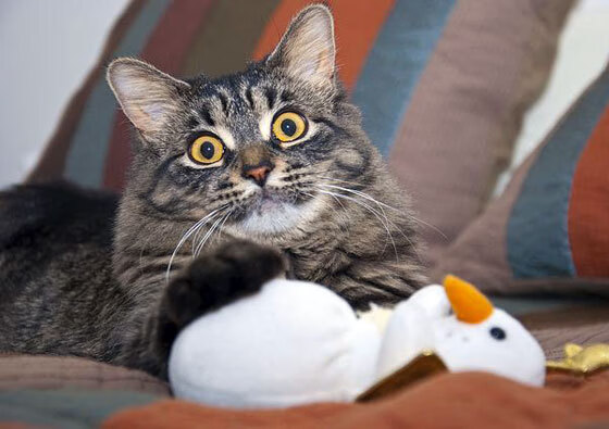 爱尔兰的诅咒，当足球之魂闯入NBA总决赛