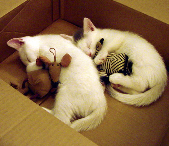 当高压逼抢遇见艺术足球，韩国铁血纪律如何击溃那不勒斯幻梦