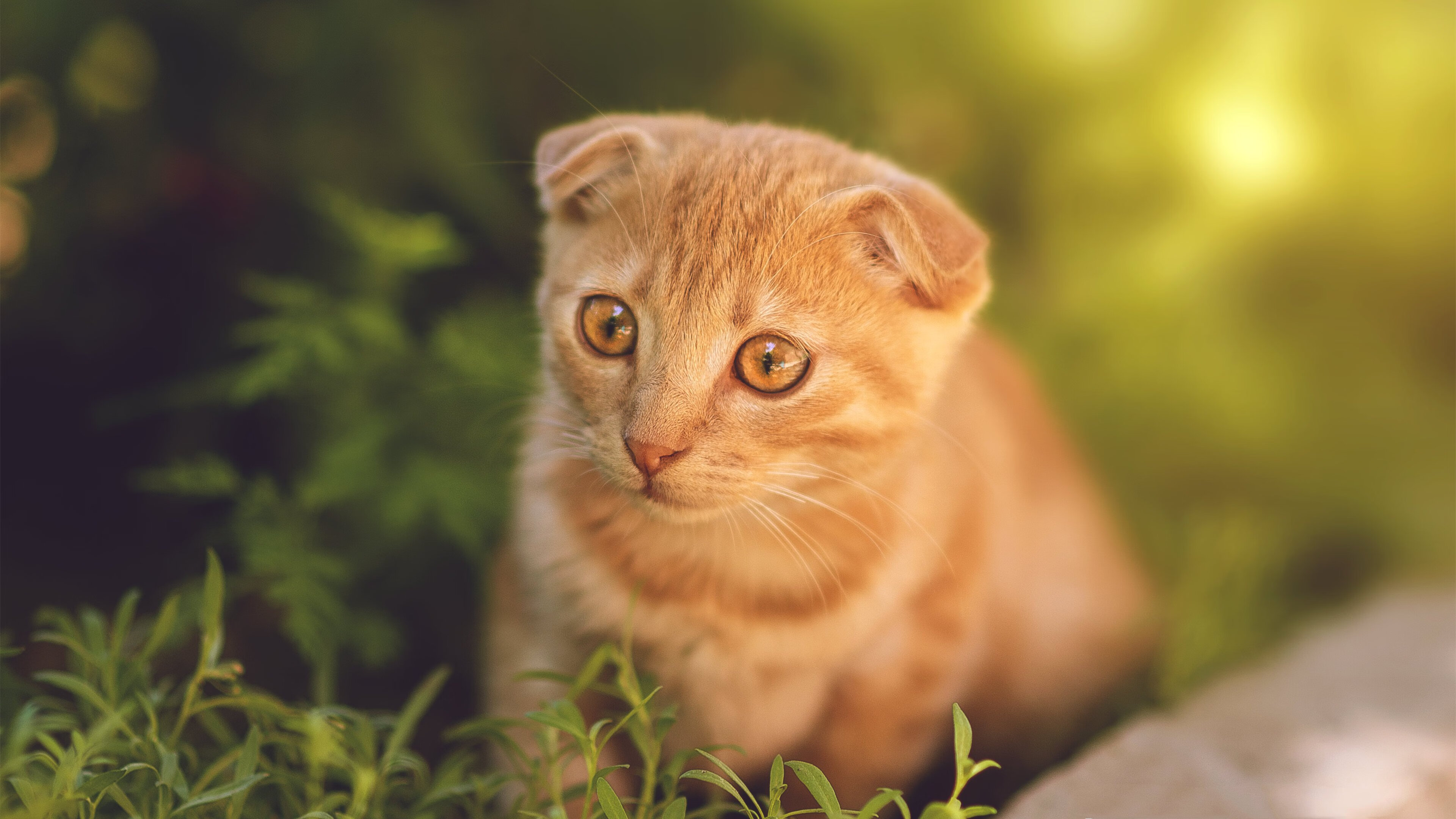 平行宇宙的绿军，若浓眉戴维斯披上波士顿战袍