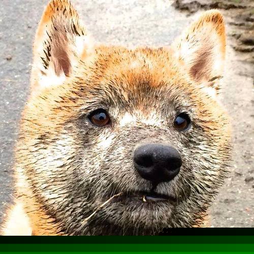 加时鏖战！国王巅峰对决上海队，福克斯一剑封喉成为关键先生