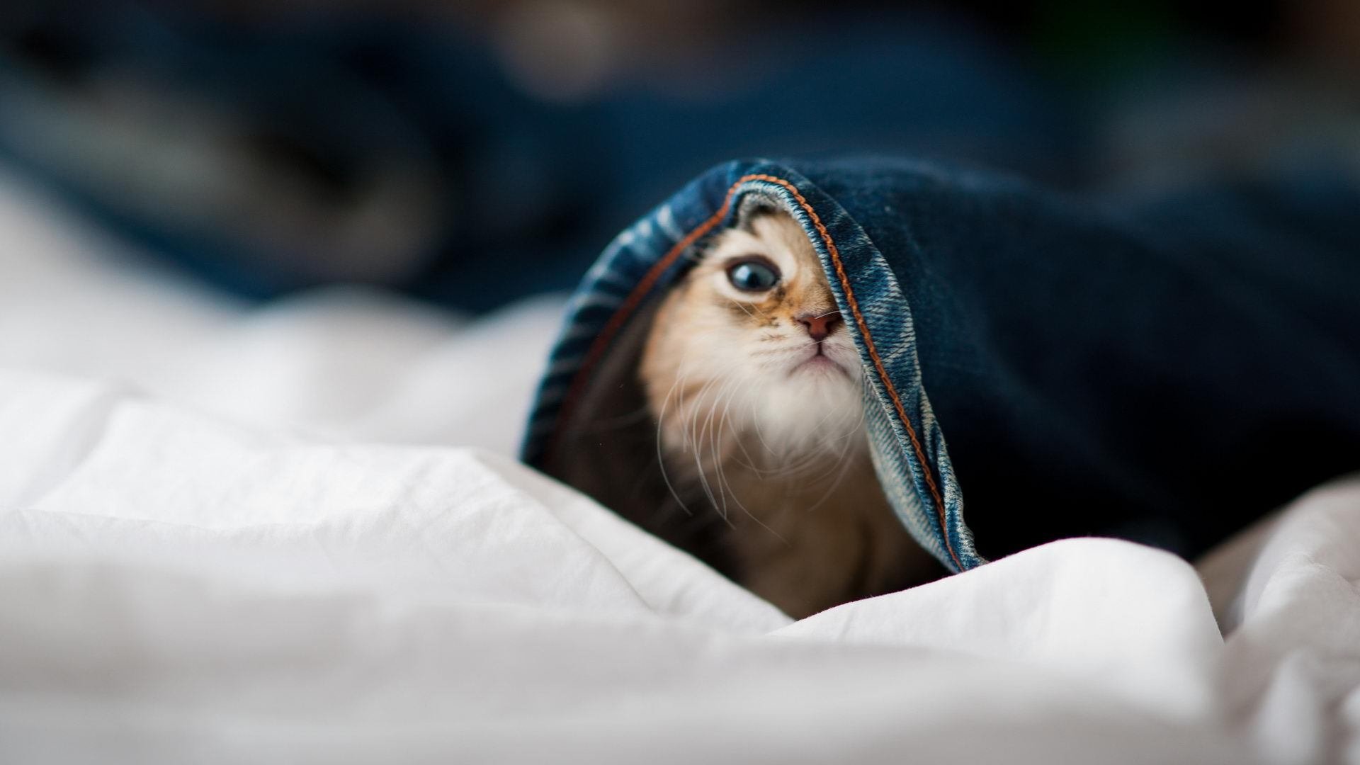 从足球场到F1赛道，格列兹曼的双重征服