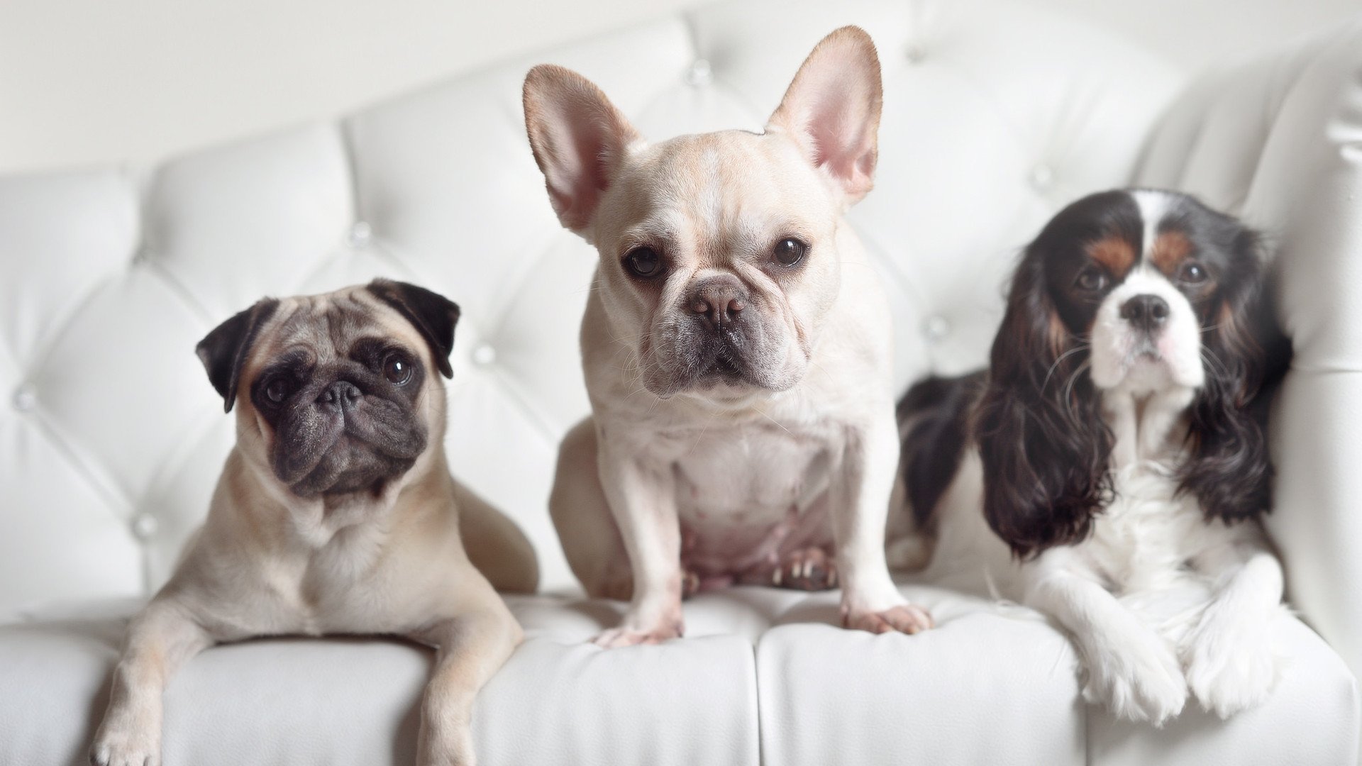 武切维奇苏醒之夜，当步行者的末节风暴卷走岭南旌旗