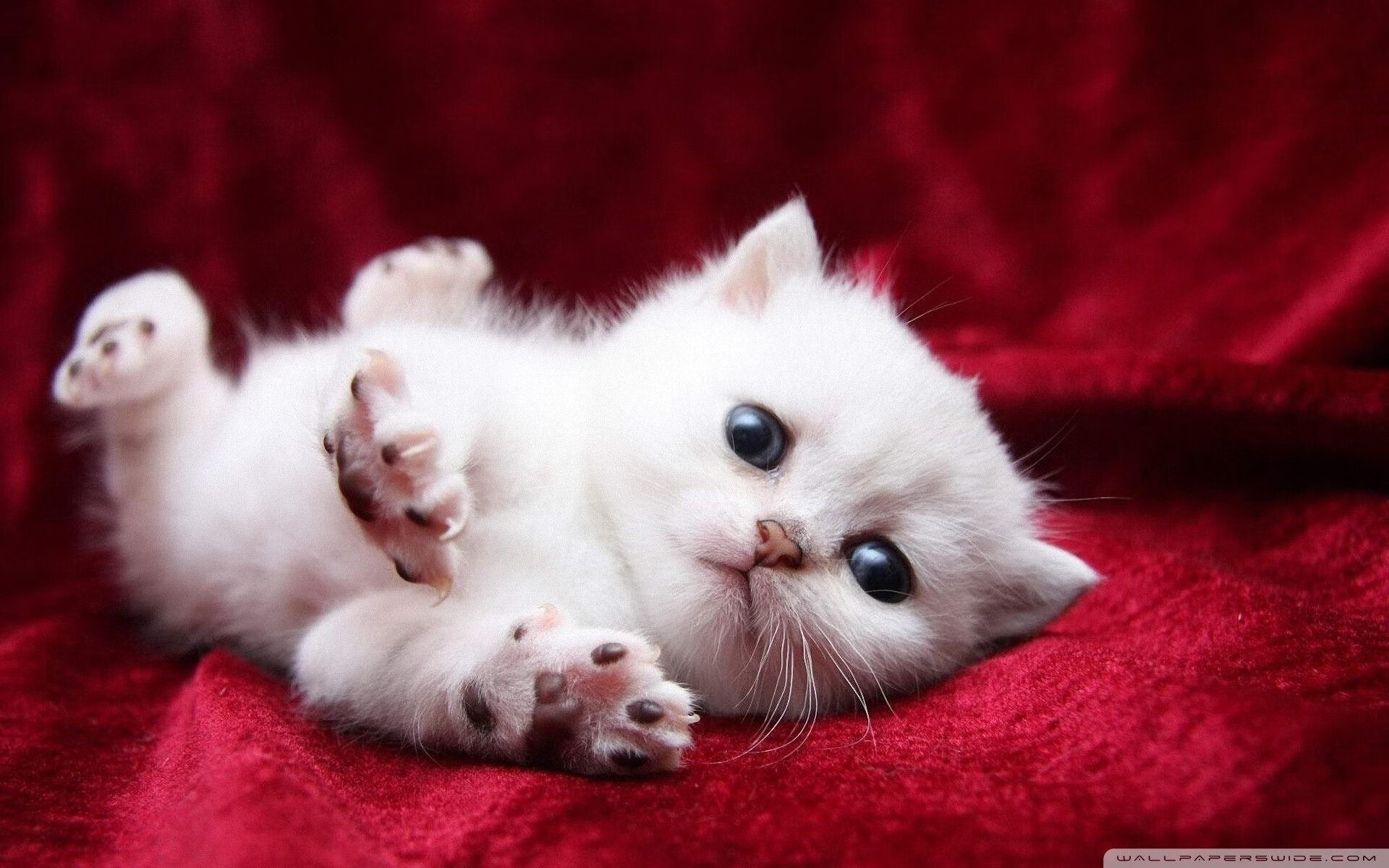 非洲黑马怒吼！压哨绝杀钢铁之师，恩佐一球定江山