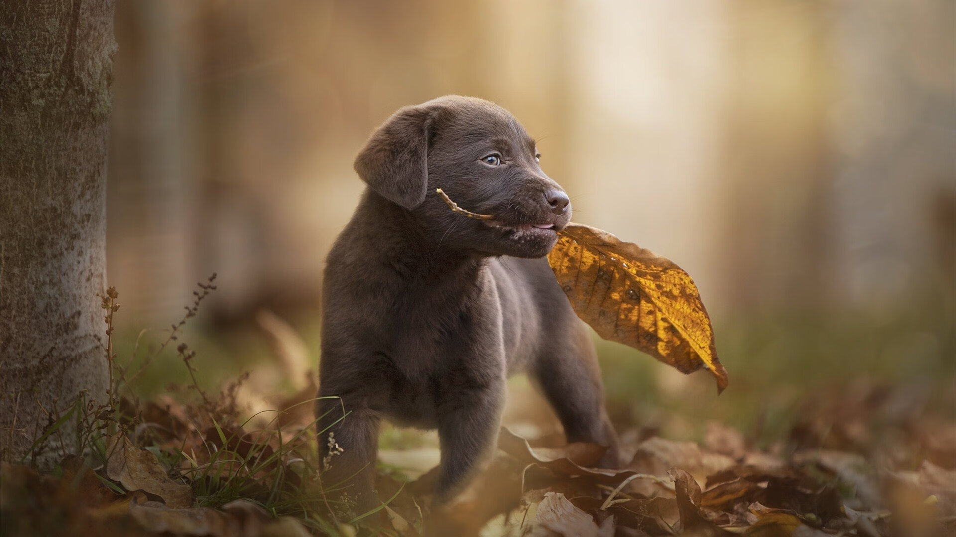 爱游戏官方-若日尼奥爆发，当法国悄然带走那不勒斯