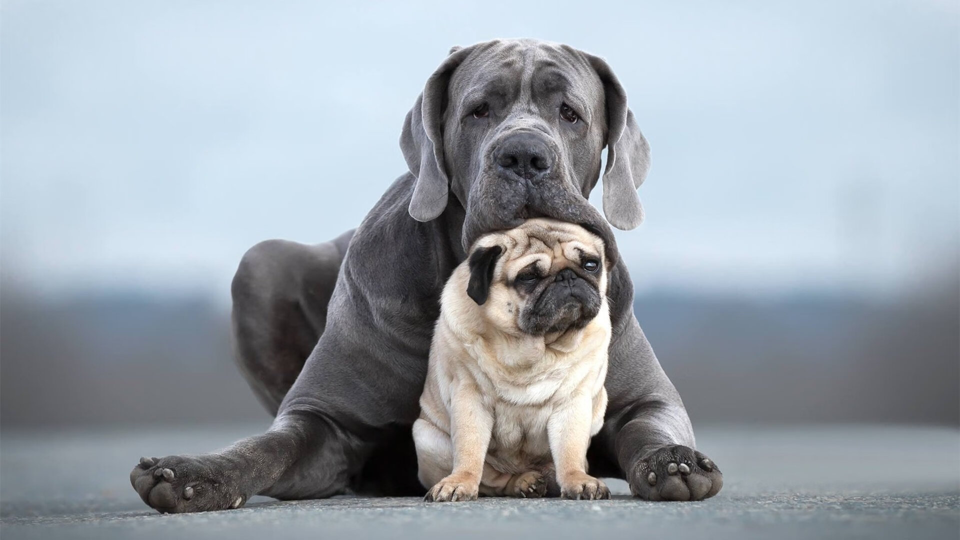 一剑封喉！英格拉姆末节17分+极限绝杀，公牛主场沦陷记