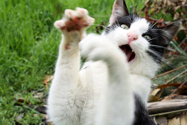 虚拟绿茵奇迹,新西兰FC逆袭夺冠,楚阿梅尼加时绝杀定乾坤